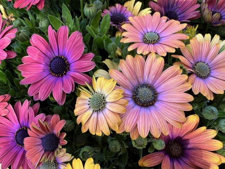 Osteopenia Akila Hawaiian Sunset Mixture