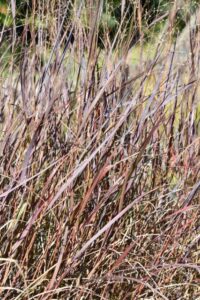 Panicum virgatum ‘Dust in the Wind’ (Intrinsic Perennial Gardens)