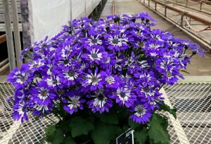 Pericallis 'Senetti 'Blue Spoon' (Suntory Flowers)