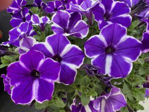 Petunia 'Blue Diamond' (Danziger)