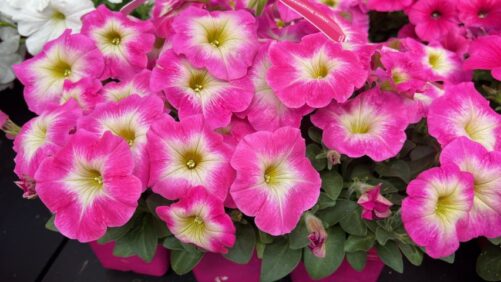 New Plants From Ball Companies, Green Fuse, and Westhoff Help Kick Off California Spring Trials