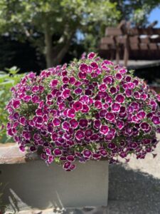 Petunia 'Painted Love Purple' (Syngenta Flowers)