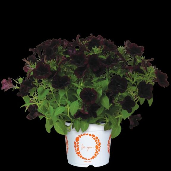 Petunia 'Potunia+ Black Satin' (Intrinsa) (Dümmen Orange)