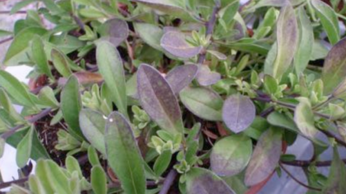 Learning Opportunity: Preventing Young Plant Purpling under LED Lighting