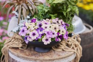 Petunia 'Shake Blueberry' (Hem Genetics)