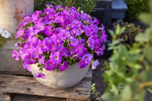 Petunia 'SuperCal Premium Rose Pink' (Sakata Ornamentals)