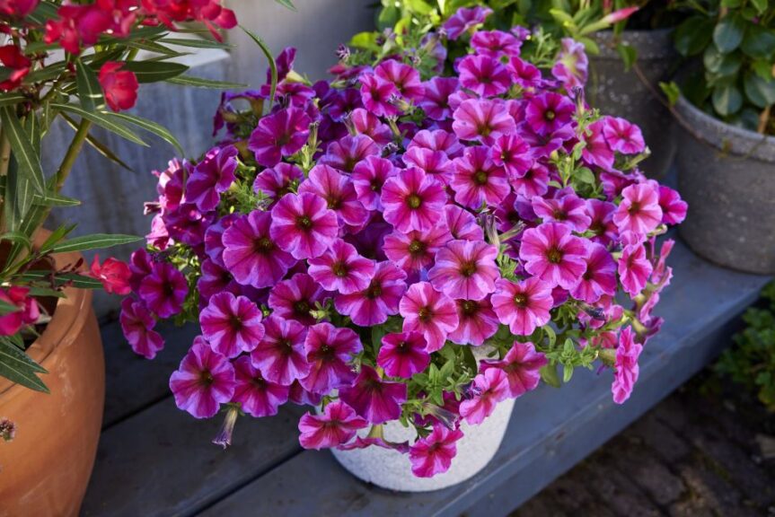 Petunia 'SuperCal Premium Rose Star' (Sakata Ornamentals)