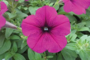 Petunia 'Trilogy Purple Gen' (American Takii)
