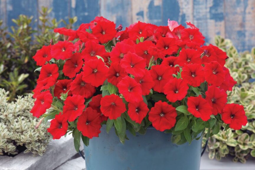 Petunia 'Trilogy Red Gen' (American Takii)