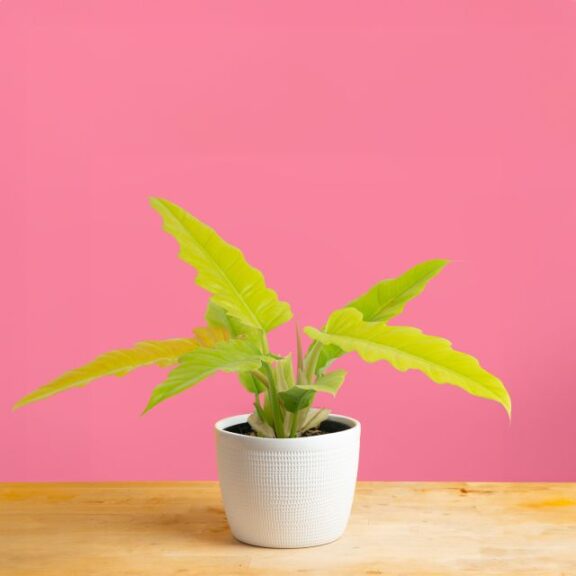 Philodendron ‘Golden Crocodile’ (Costa Farms)