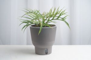 Philodendron tortum (Costa Farms)