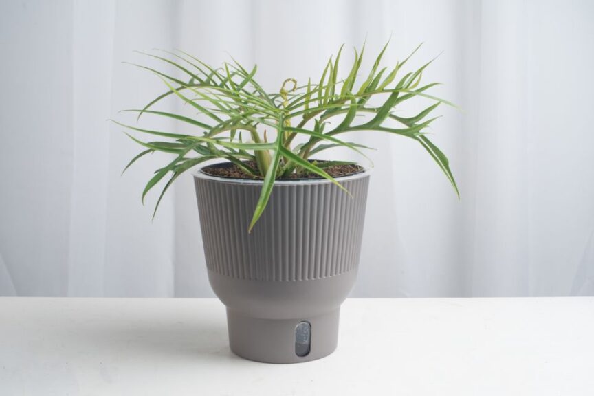 Philodendron tortum (Costa Farms)