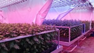 Using Less Energy and Lower Temperatures to Cultivate Chrysanthemums