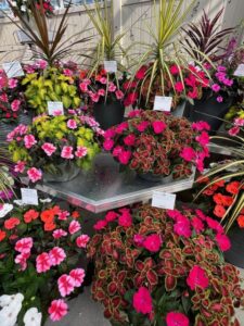 Playlist Combos (Sakata Ornamentals)