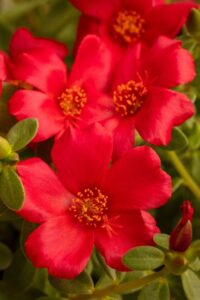 Portulaca 'SeaGlass Red' (Westhoff)