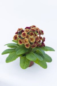 Primula ‘Pollyanna Persian Weave' (Pacific Plug & Liner(