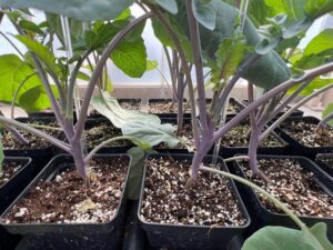 'Purple Magic' Broccoli (Sakata Ornamentals)