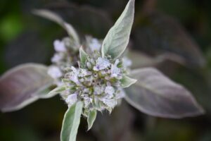 Pycnanthemum 'Smokey Mountain Mint' (Intrinsic Perennial Gardens)