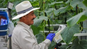 Learning Opportunity: Webinar on Optimizing Greenhouse Workforce Productivity