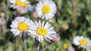 Meet Georgia’s Pollinator Plants of the Year