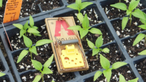 How to Prevent Rodent Infestations in Your Greenhouse