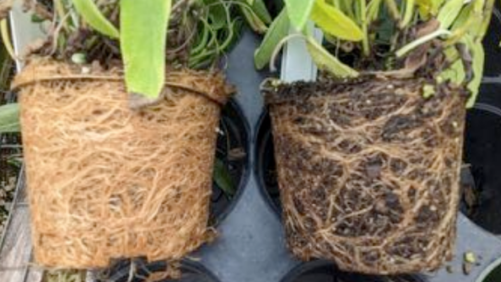 How to Maintain Healthy Roots in Outdoor Container Crops