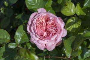 Rosa Romantica Ball Gown (Star Roses and Plants)