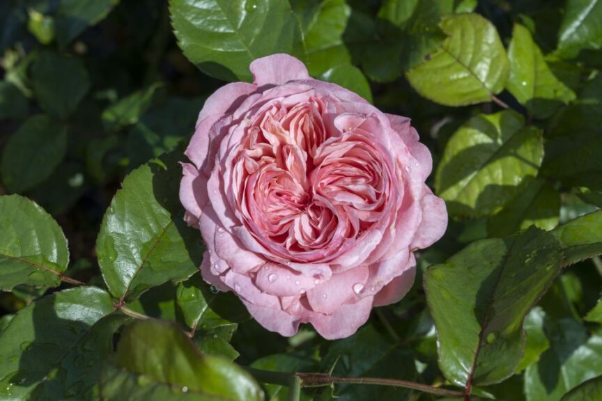 Rosa Romantica Ball Gown (Star Roses and Plants)