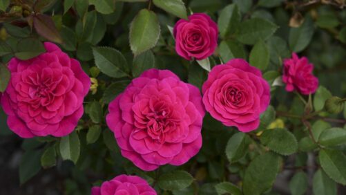 10 New Varieties to Consider for Your Crop Mix This Year