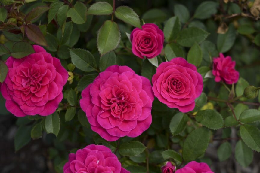 Rosa ‘Sunblaze Dragon Fruit’ (Star Roses and Plants)