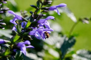 Salvia 'Salgoon Lake Como' (HilverdaFlorist)