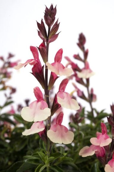 Salvia 'Vibe Ignition Sunrise' (PlantHaven)