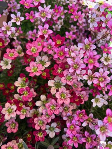 Saxifraga 'Marto' (Darwin Perennials)