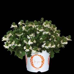 Scaevola 'Scala Cappello White' (Dümmen Orange)