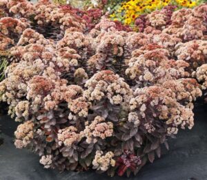 Sedum Mocha Magic (Terra Nova Nurseries)