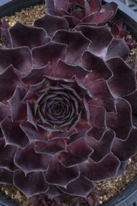Sempervivum 'Supersemps Onyx' (PlantHaven)