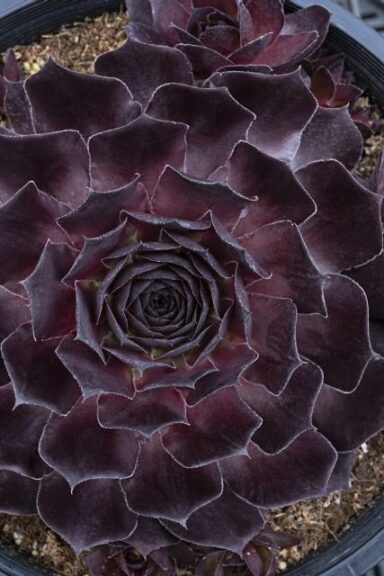 Sempervivum 'Supersemps Onyx' (PlantHaven)