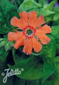 Silene Fire Dragon 'Golden Orange' (Jelitto)