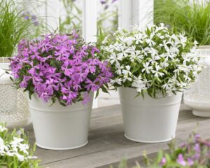 Silene hyb. Silky Series (Hem Genetics)