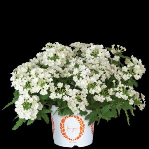 Verbena 'Empress Sun Kiss White' (Dümmen Orange)