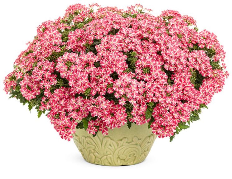 Verbena ‘Superbena Cherryburst Improved’ (Proven Winners)