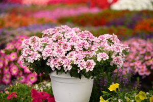 Verbena 'Vanessa Bicolor Light Pink' (Danziger)