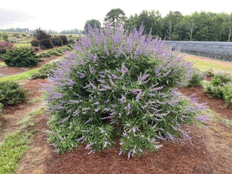 Vitex 'First Editions Queen Bee Chastetree' (Bailey)