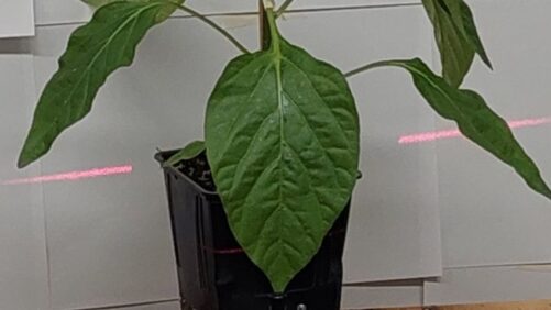 Wageningen University Testing Lasers for Fighting Off Greenhouse Pests