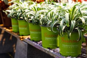 Yucca 'Nice & Easy' (Plant Development Service Inc.)