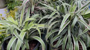 Yucca, Salvia Among Greenhouse Grower Team Favorites From Day 2 of CAST