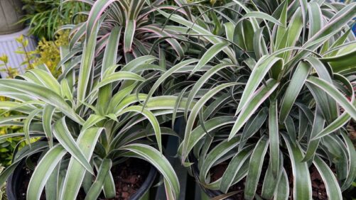 Yucca, Salvia Among Greenhouse Grower Team Favorites From Day 2 of CAST