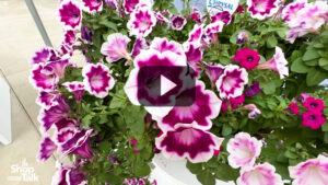 Syngenta Flowers Gets Bold With Its New ‘Painted Love’ Petunia (Video)