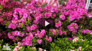 Variegated Encore Azalea Debuts at Plant Development Services (Video)