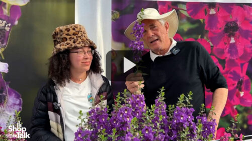 Revisiting CAST 2024: Videos on Ball FloraPlant, Dümmen Orange, and PDSI Varieties